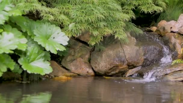 Achtergrond Van Mooie Mountain Stream Groene Planten — Stockvideo