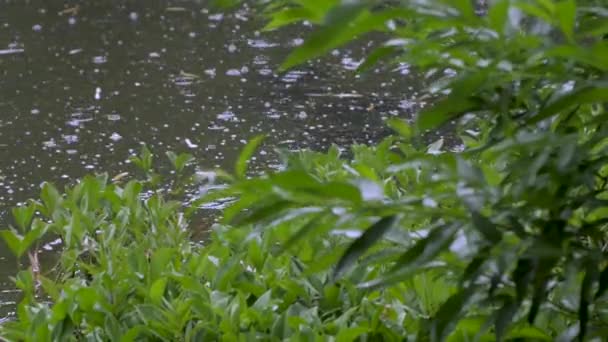 雨点在池塘或河里 雨天背景在春日 关闭雨滴 — 图库视频影像