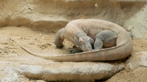 動物園で大きなコモドドラゴン — ストック動画