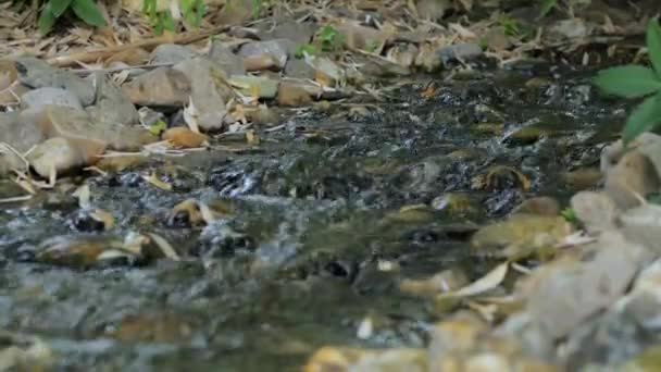 美丽的山溪的背景 — 图库视频影像