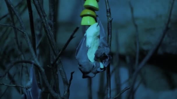 Bats Eating Fruits Night — Stock Video