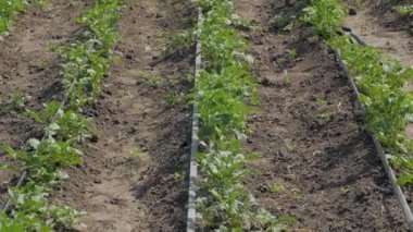 Manzara ve yeşil patates alanının yakın çekim