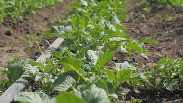 Paisagem Close Campo Batatas Verdes — Vídeo de Stock