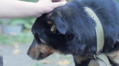 Sigara doğurmak köpek içinde belgili tanımlık sığınak