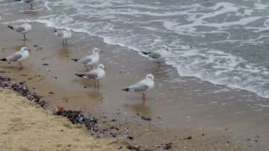 Kış zamanında sahilde birçok martılar