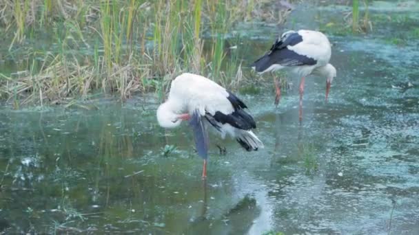 Close Cegonhas Lagoa Primavera — Vídeo de Stock