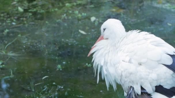Close Storks Spring Pond — Stock Video