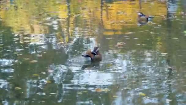 Many Ducks Swim Park Pond — Stock Video