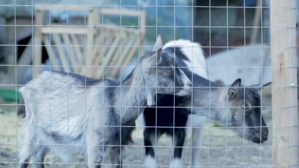 Goat Farm Close Portraits — Stock Video