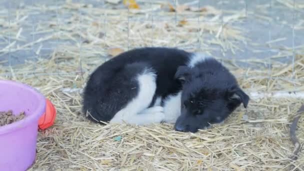 Perros Raza Refugio — Vídeo de stock