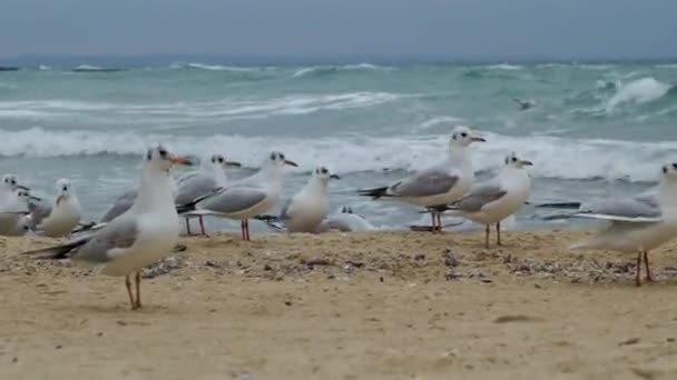 Vele Meeuwen Het Strand Winter — Stockvideo