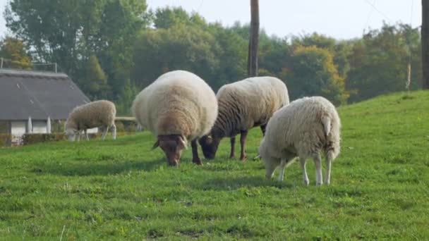 农场与许多绵羊在绿色的草甸 — 图库视频影像