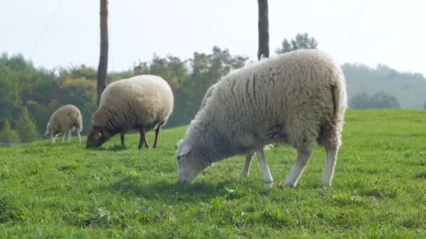 Granja Con Muchas Ovejas Prado Verde — Vídeo de stock