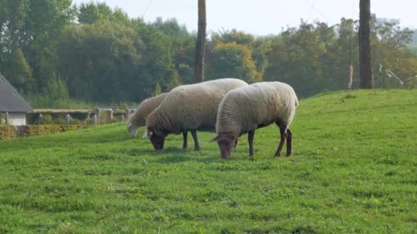 Bauernhof Mit Vielen Schafen Auf Grüner Wiese — Stockvideo