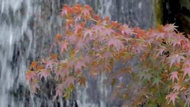 Hojas Arce Rojo Cerca Cascada — Vídeos de Stock