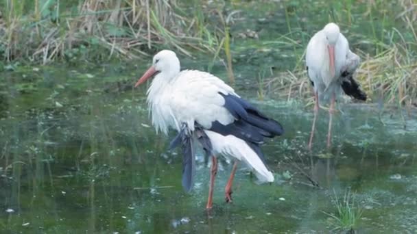 Close Storks Spring Pond — Stock Video