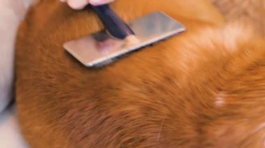 corgi köpek, köpek saçlar için bakım kat dökülme yakın çekim
