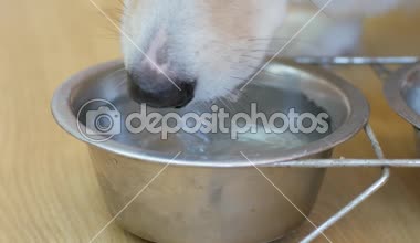 corgi köpek içecek su metal kase yakın çekim