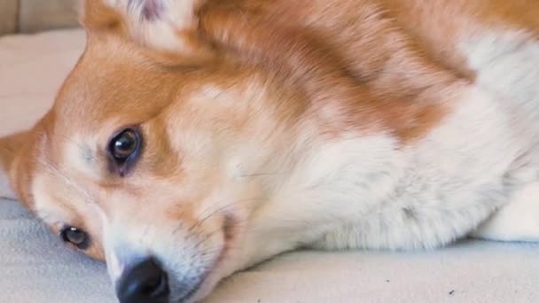 Close Revestimento Derramamento Corgi Cão Cuidado Com Pêlos Cão — Vídeo de Stock