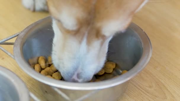 Perro Corgi Comer Comida Seca Del Cuenco Metal Cerca — Vídeo de stock