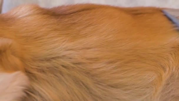 Nahaufnahme Von Haarausfall Bei Corgi Hunden Pflege Von Hundehaaren — Stockvideo