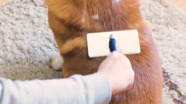 Close Revestimento Derramamento Corgi Cão Cuidado Com Pêlos Cão — Vídeo de Stock