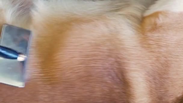 Primer Plano Abrigo Derramamiento Perro Corgi Cuidado Pelo Perro — Vídeo de stock