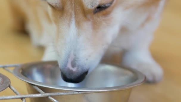 Corgi Hond Eten Droog Voedsel Uit Metalen Kom Close — Stockvideo