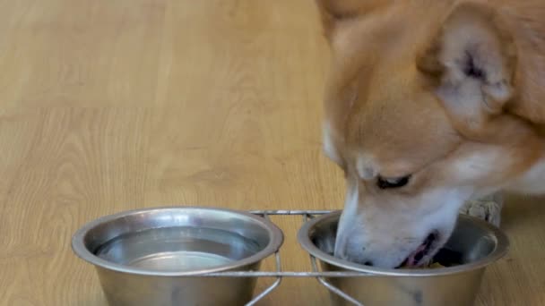 コーギー犬は 金属製のボウルからドライフードを食べるクローズ アップ — ストック動画