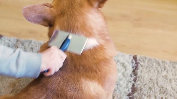 Primer Plano Abrigo Derramamiento Perro Corgi Cuidado Pelo Perro — Vídeos de Stock