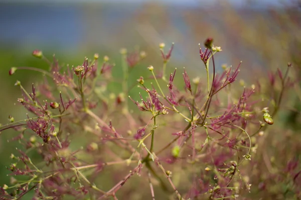 Nahaufnahme Bunter Frühlingsblumen — Stockfoto