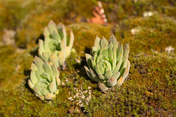 Gros Plan Des Plantes Succulentes Dans Les Montagnes Par Temps — Photo