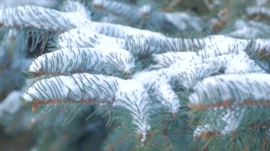 Kar ile Ladin şube yakın