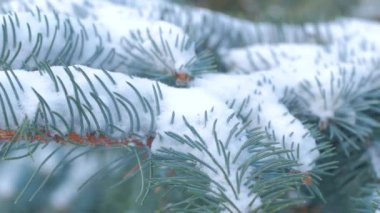 Kar ile Ladin şube yakın