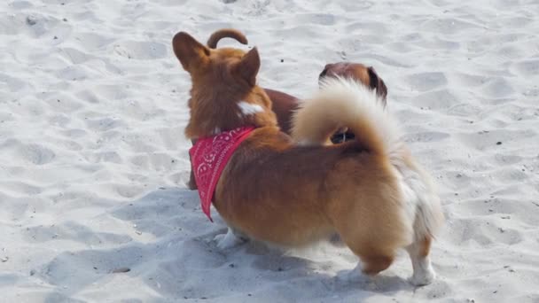 Είδος Γερμανικού Κυνηγετικού Σκύλου Και Corgi Παίζουν Στην Παραλία — Αρχείο Βίντεο
