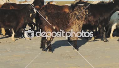 Sonbahar zaman tozlu alanlarda birçok keçi, güneşli gün ülke manzara