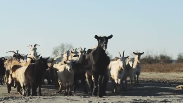 Muitas Cabras Campos Empoeirados Outono Dia Ensolarado Paisagem Rural — Vídeo de Stock