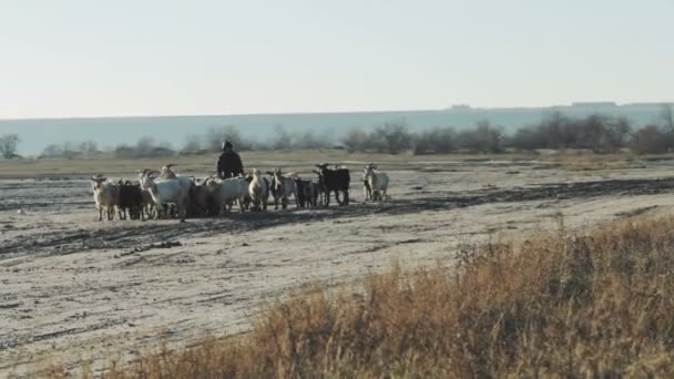 许多山羊在尘土飞扬的领域在秋天时间 阳光明媚的天国家风景 — 图库视频影像