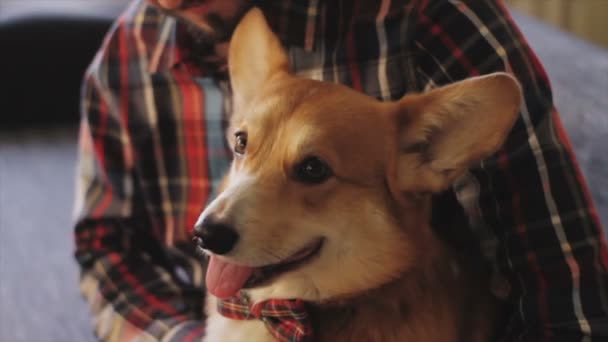 Funny Corgi Dog Having Good Time Bedroom — Stock Video