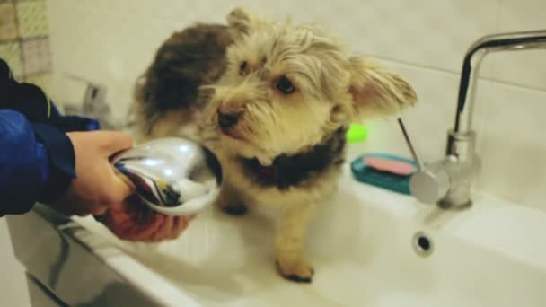 Pattes Lavage Petit Chien Mignon — Video