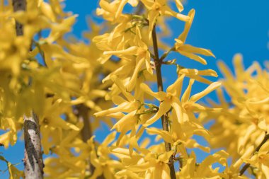 Close up of beautiful yellow blossom on the tree