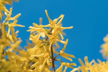 Close up of beautiful yellow blossom on the tree