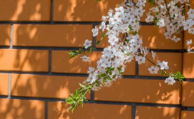 Tuğla duvara karşı beyaz çiçeği ile kiraz şube arka plan