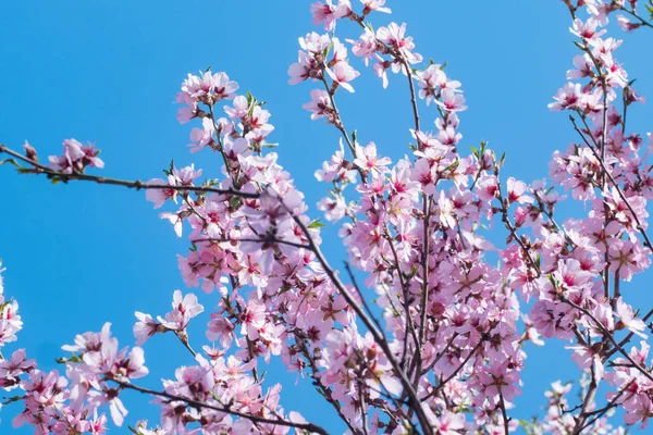 Hermosa Foto Cerca Flor Cerezo Rosa Contra Cielo Azul — Foto de Stock