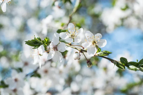 Primer Plano Flor Cerezo Blanco — Foto de Stock