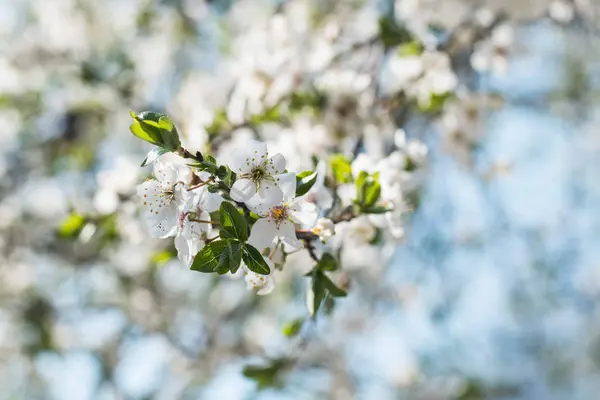 Primer Plano Flor Cerezo Blanco — Foto de Stock