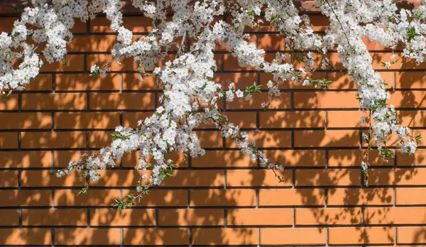 Fondo Rama Cerezo Con Flor Blanca Contra Pared Ladrillo — Foto de Stock