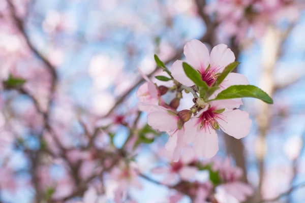 Beutiful Close Picture Pink Cherry Blossom Blue Sky — Stock Photo, Image