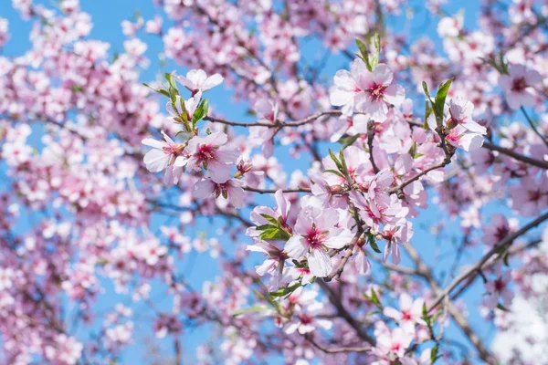 Hermosa Foto Cerca Flor Cerezo Rosa Contra Cielo Azul — Foto de Stock