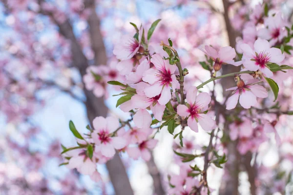 Hermosa Foto Cerca Flor Cerezo Rosa Contra Cielo Azul — Foto de Stock